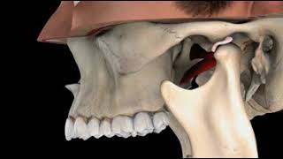 TMJ Normal Function [upl. by Silverts]