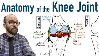 Anatomy of the Knee Joint [upl. by Enileqcaj]