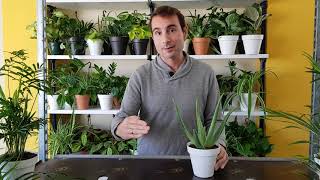 Cómo CUIDAR la PLANTA ALOE VERA o SÁBILA [upl. by Adanar]