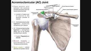 The Acromioclavicular AC Joint  Anatomy and Function [upl. by Peskoff]