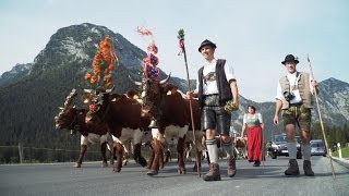 Almabtrieb beim Bergbauernhof Freidinglehen in Ramsau bei Berchtesgaden [upl. by Attenyt]