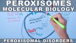 Molecular Biology of Peroxisomes  Peroxisomal Disorders [upl. by Gonyea]