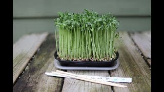 Fun amp Easy Way To Grow Microgreens [upl. by Eintrok]