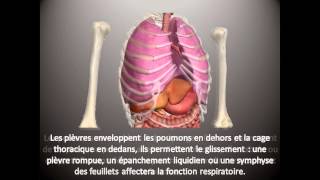 Kinésithérapie Respiratoire 1  Notions dAnatomie [upl. by Maillliw]