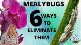 Mealybugs on Orchids 6 Methods to Eliminate Them for Good [upl. by Garlan588]