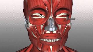 Muscles of Facial Expression  Anatomy Tutorial PART 1 [upl. by Anaerb]