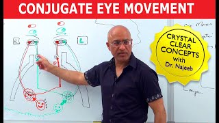 Saccades  Conjugate Eye Movement [upl. by Wolfgram487]