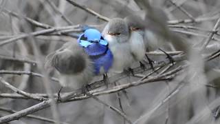 Splendid fairy wrens of Bedfordale Western Australia [upl. by Eoj]