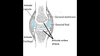 Structure of Synovial Joint Explained in Simple Terms [upl. by Rabiah]