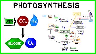 Photosynthesis The Light Reactions and The Calvin Cycle [upl. by Sadnalor394]