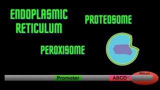 USMLE Step 1  Lesson 18  The endoplasmic reticulum peroxisome and proteasome [upl. by Alon]