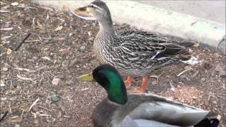 Mallard Ducks male and female [upl. by Akenn5]