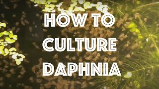 How To Culture Daphnia Magna [upl. by Zandra]