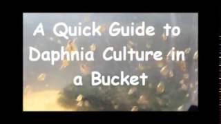 How to culture daphnia outside [upl. by Odlawso]