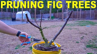 Pruning Fig Trees Perfectly For Fig Cuttings COMPLETE GUIDE [upl. by Alcine128]