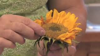 How to Grow Common Sunflower Helianthus Annuus [upl. by Novit]