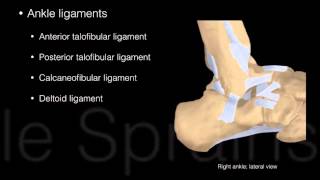 Ankle and Foot Structure and actions [upl. by Talbot]