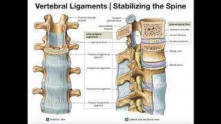 The Major Ligaments of the Spine [upl. by Fatima895]