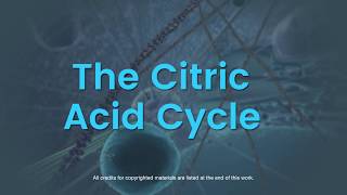 Overview of the citric acid cycle [upl. by Malliw]