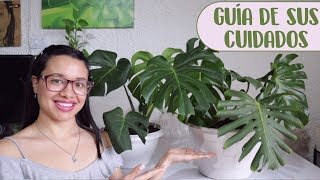 Cómo cuidar la planta Monstera Deliciosa│Candy Bu [upl. by Enatan1]