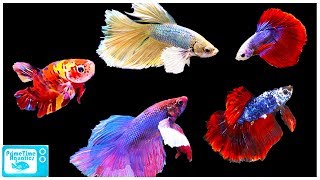 Betta Fish Care Guide Everything You Need to Know [upl. by Hilario731]