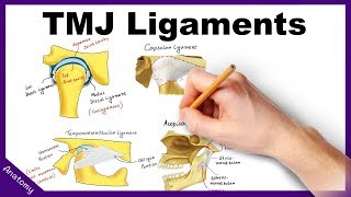 Temporomandibular Joint TMJ Ligaments  Anatomy amp Functions [upl. by Boyce]