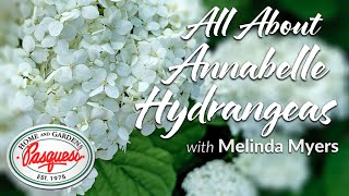 All About Annabelle Hydrangeas [upl. by Novek700]