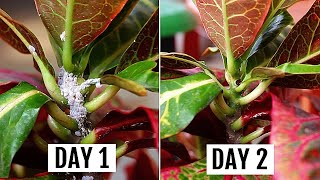 5 SIMPLEST Ways To GET Rid of Mealybugs In MINUTES [upl. by Coraline]