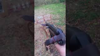 Full auto umarex mp40 m712 [upl. by Nesila]