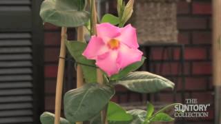 Caring for Sun Parasol Mandevilla Indoors in the Winter [upl. by Arama279]