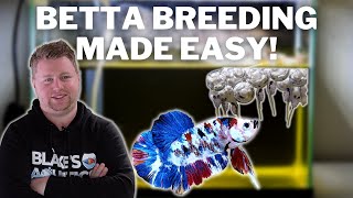 EASY How to Breed Bettas Step by Step [upl. by Oah16]