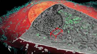 Endosomes [upl. by Connel]