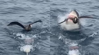 Savage Shark Snatches Bird From Water Surface [upl. by Ahsenaj]