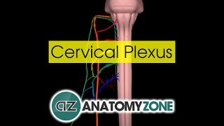 Cervical Plexus  Anatomy Tutorial [upl. by Tierza]