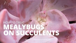 Treating Mealybugs on Succulents [upl. by Adnolrehs839]