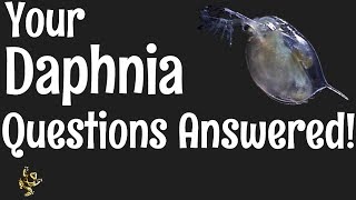 Daphnia Questions Answered [upl. by Yrok]