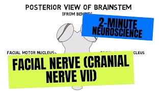 2Minute Neuroscience Facial Nerve Cranial Nerve VII [upl. by Enej990]