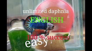 daphnia moina culture Easy way Unlimited production English  with sub Green water Chlorella [upl. by Nedmac]