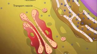 Lysosomes HD Animation [upl. by Irina]