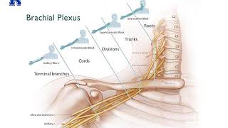 Upper Extremity Nerve Blocks 2020  Dr Bauereis [upl. by Terrab]