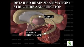 Human Neuroanatomy Detailed Brain 3D Animation  Structure and Function [upl. by Dacia]