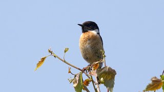 Stonechat calling [upl. by Aneema]