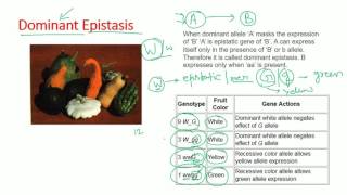 Epistasis types  dominant recessive double dominant dominant recessive epistasis [upl. by Dagnah]