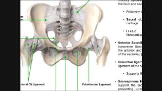 The Sacroiliac Joint Part 1  Major Ligaments amp Structures [upl. by Lesig]