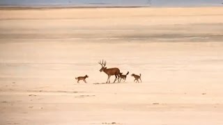 Coyotes killing Mule Deer Buck  Antelope Island Utah  2016 Hunting Season [upl. by Greyso]