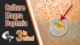 How to culture DAPHNIA MAGNA  The easy way [upl. by Urbanus702]