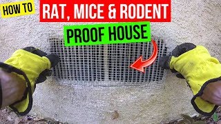 How To Protect your Home from Rats Mice amp Rodents Jonny DIY [upl. by Nic125]