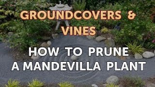 How to Prune a Mandevilla Plant [upl. by Schreib]