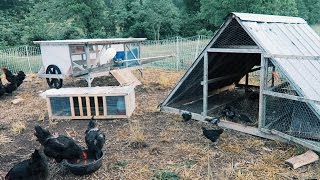 5 Chicken Coops That Work  5 Brilliant Ways [upl. by Fernand407]