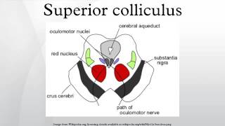 Superior colliculus [upl. by Yarak973]